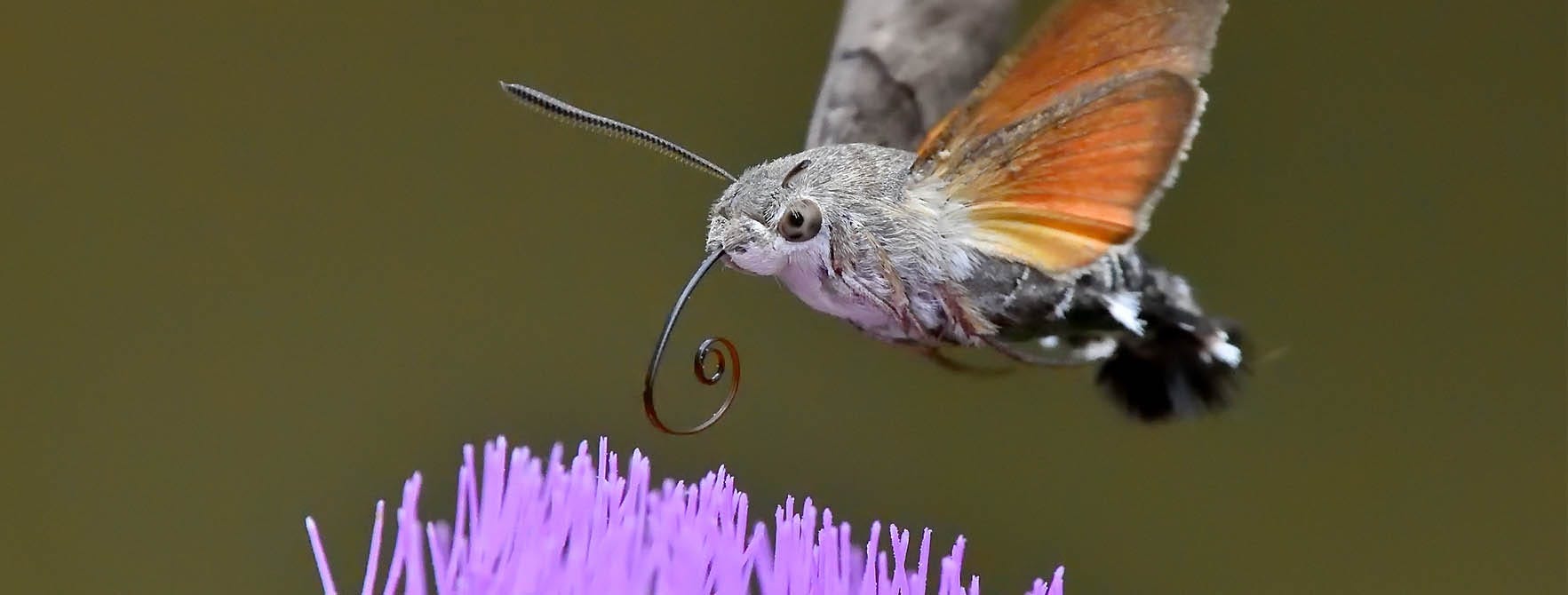 THIS MOTH FLIES LIKE A HUMMING BIRD 