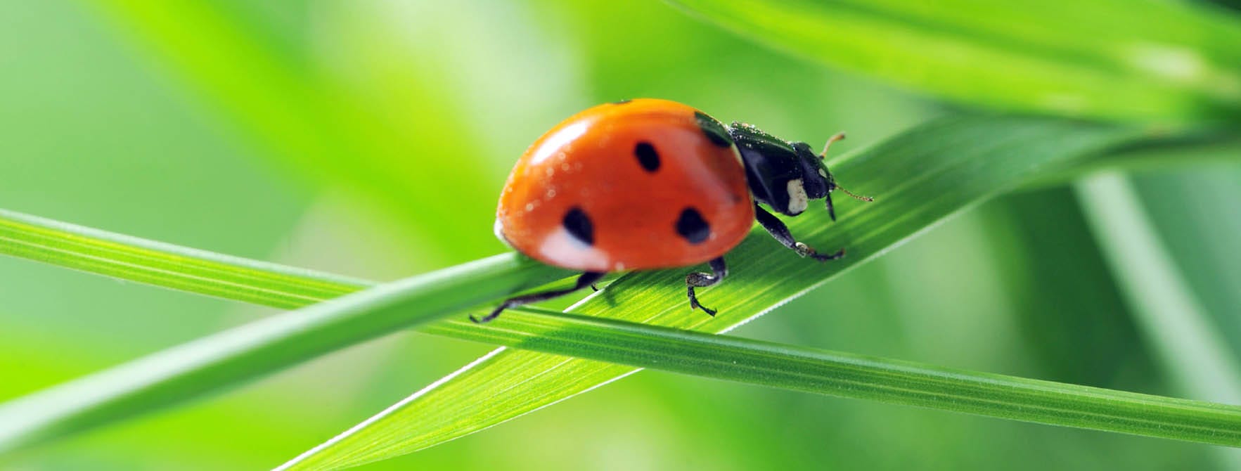 Ladybug Benefits | All About Lady Bugs