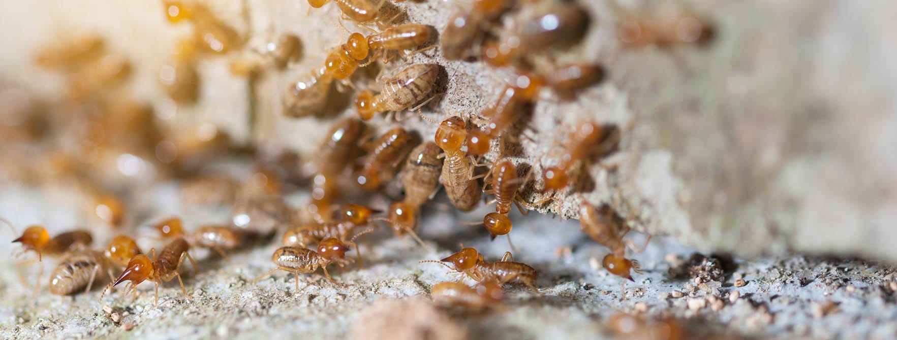 Mound-Building Termite