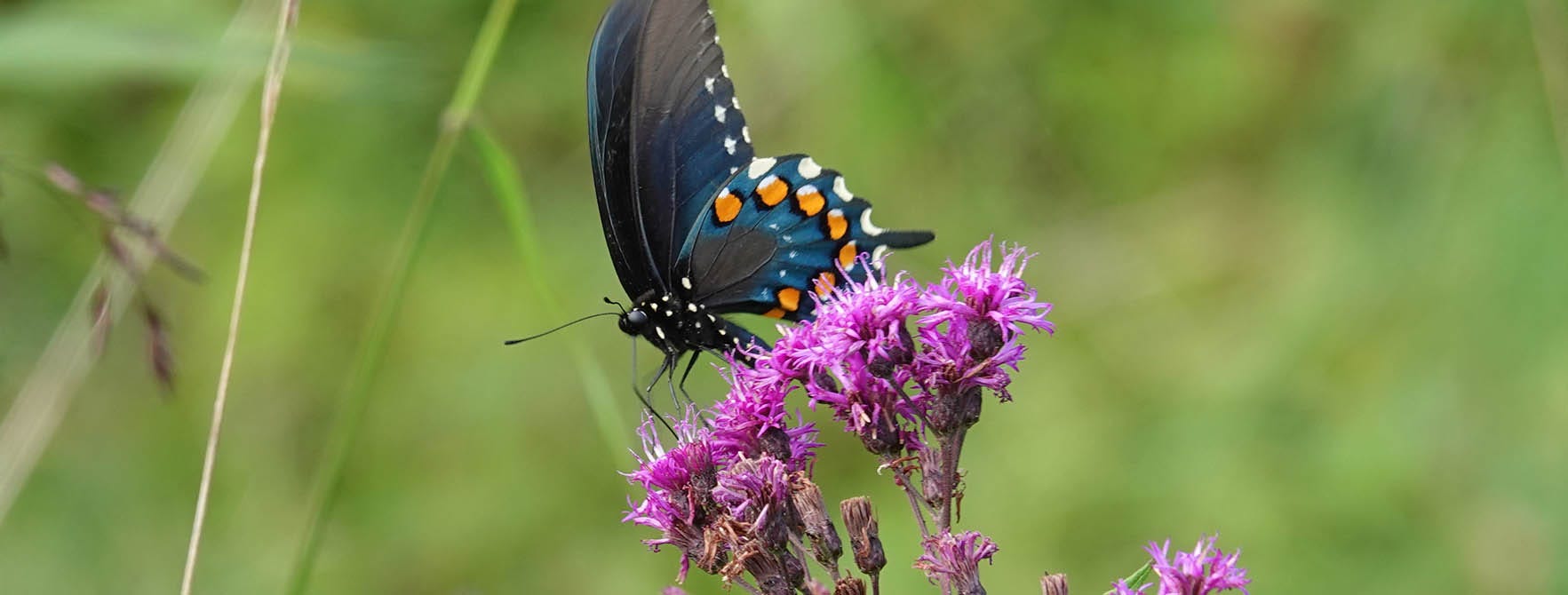 Pipevine Swallowtail