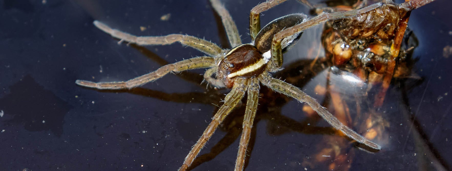 Raft Spider