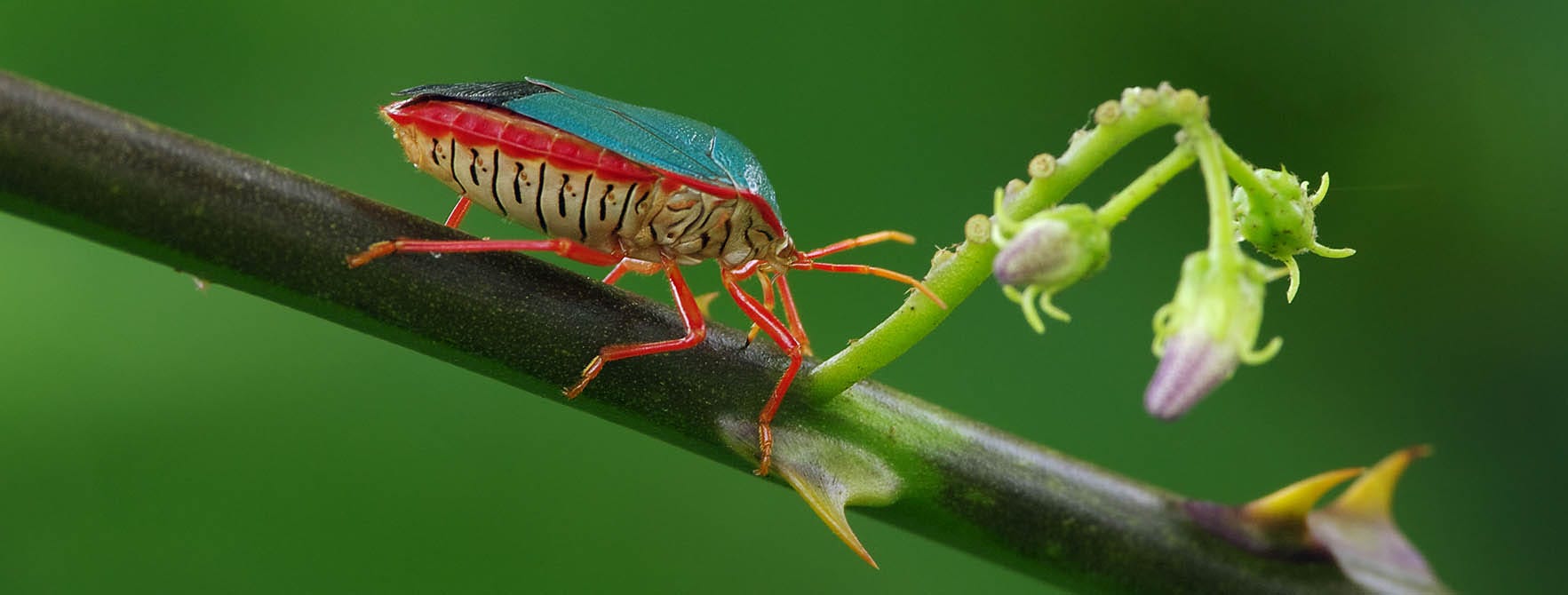Red-Bordered Stink Bug