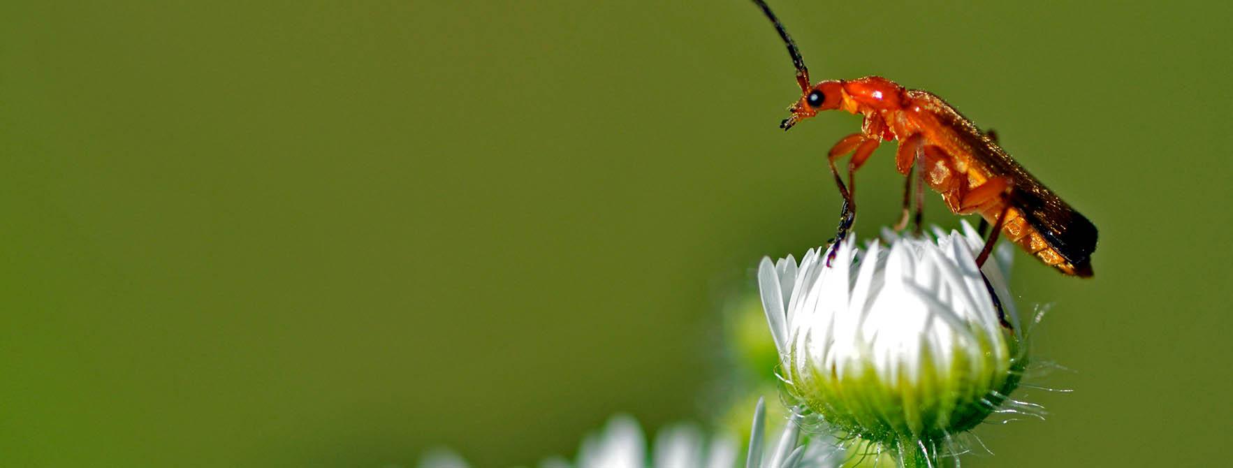 A Soldier Beetle perched on a white flower