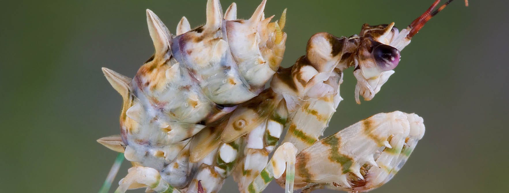 Spiny Flower Mantis