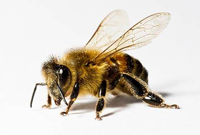 A Honeybee