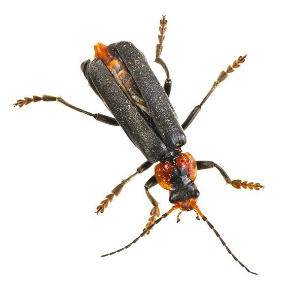 A Soldier Beetle