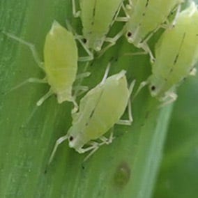 Aphids