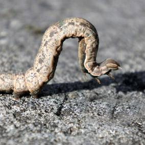 Armyworms