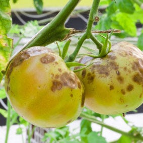 Botrytis Blight