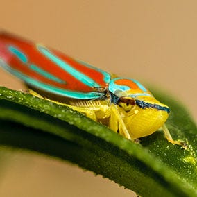 CANDY STRIPED LEAFHOPPER