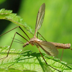 Crane Flies