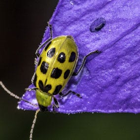 Cucumber Beetles