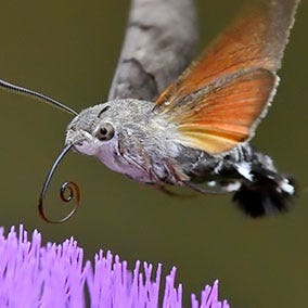 Hawk Moth