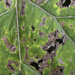 Leaf Spot