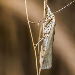 Natural Predators