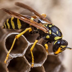 Wasps/Hornets