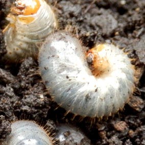 White Grubs