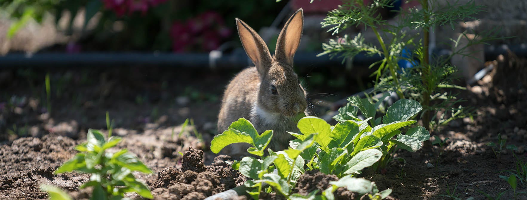 A rabbit