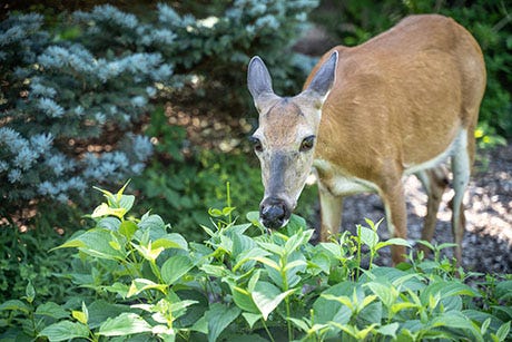 A deer eating grass