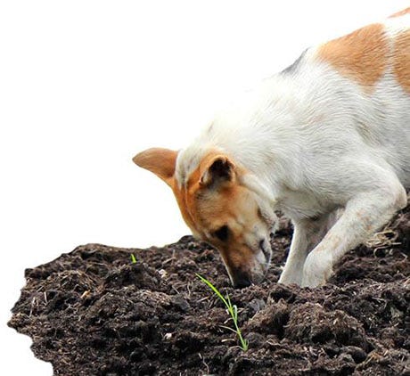 A dog digging in a garden