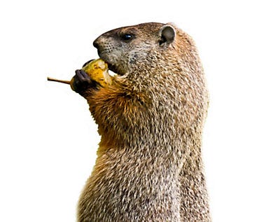 A groundhog