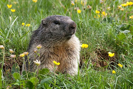 Groundhog sitting in his hole