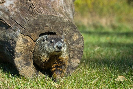 Groundhog poking out of a hollow log