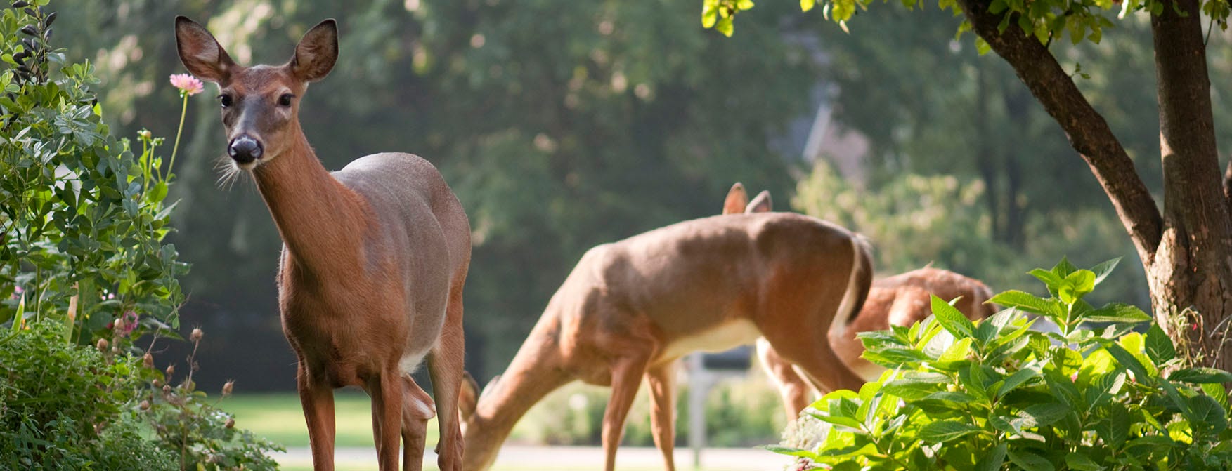 A family of deer in the woods