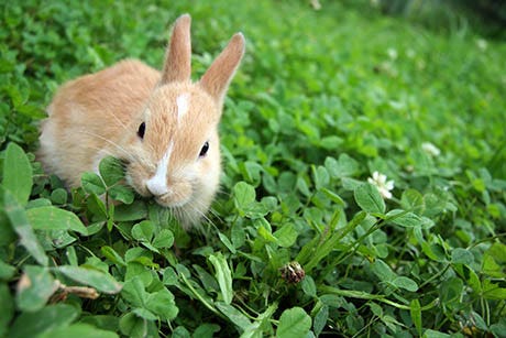 A rabbit eating clover