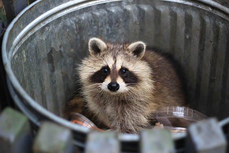 Raccoon scavaging food from a trash can