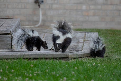 Three skunks on a patio