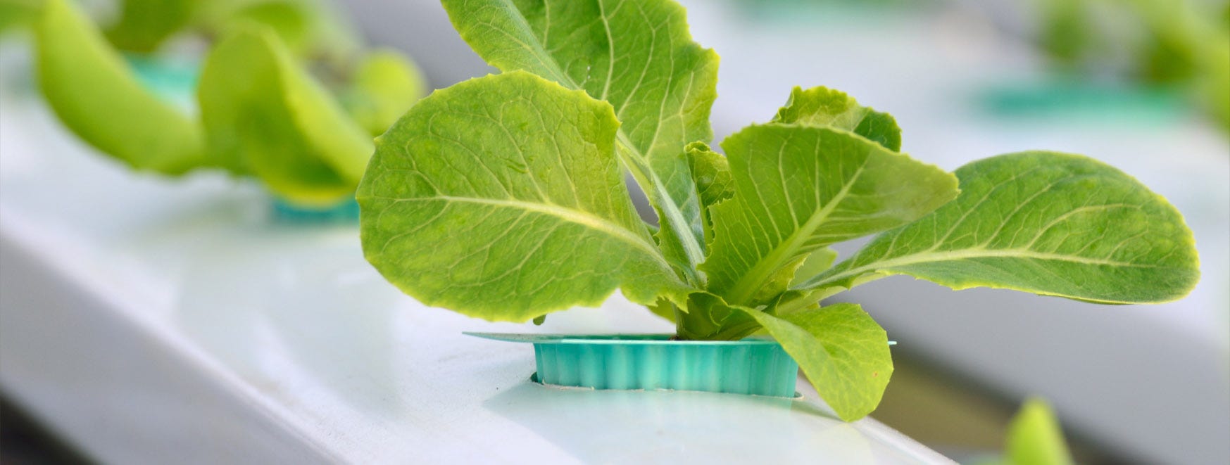 Sprouts growing in a hydroponic garden