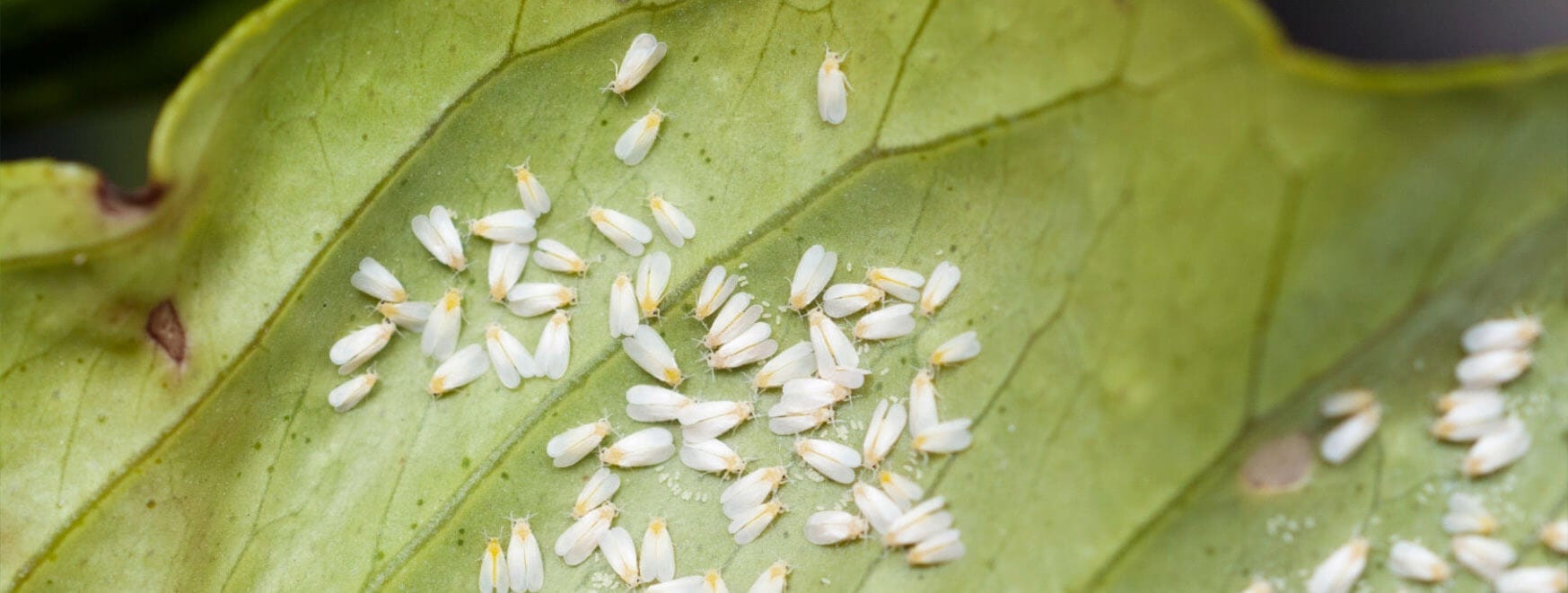 Aphids crawling on a leaf