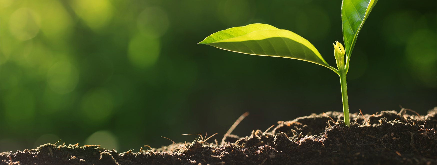 A sprout growing out of rich, dark soil