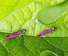 CANDY STRIPED LEAFHOPPER