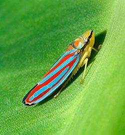 CANDY STRIPED LEAFHOPPER