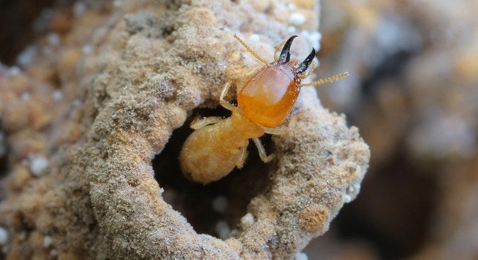 Mound-Building Termite