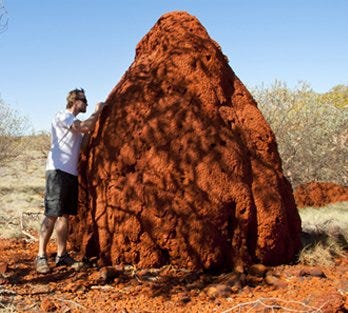 Mound-Building Termite