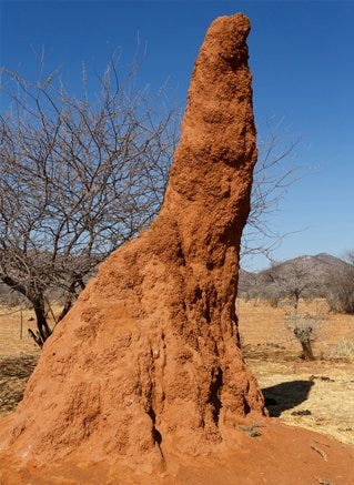 Mound-Building Termite