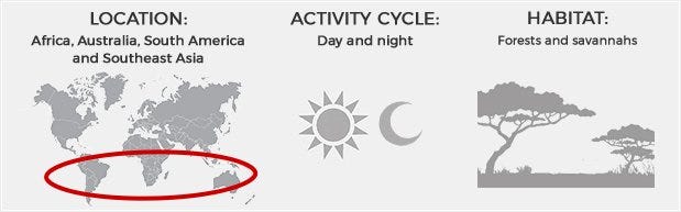 Location: Africa, Australia, South America and Southeast Asia. Activty: Day and Night. Habitat: Forests and Savannahs