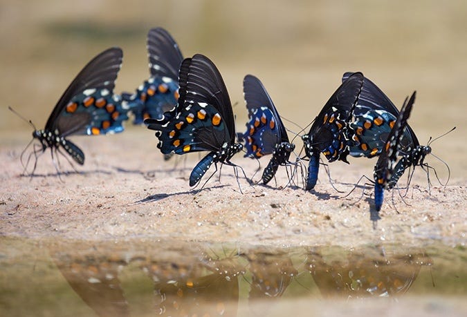 Pipevine Swallowtail