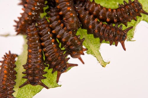 Pipevine Swallowtail Caterpillars