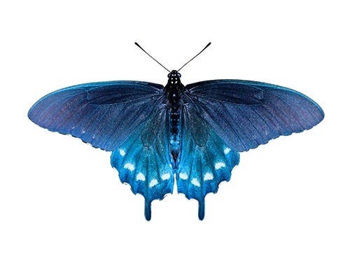 Pipevine Swallowtail