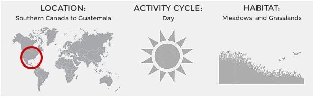 Southern Canada to Guatemala, Daytime Activity, Meadows and Grasslands