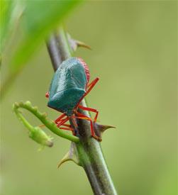 Red-Bordered Stink Bug