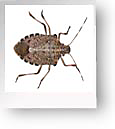 Stink Bug