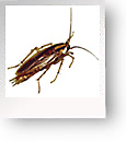 cockroach