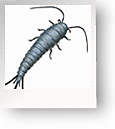 SilverFish