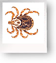 Ticks